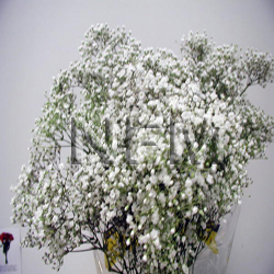 gypsophilia million star wholesale flowers